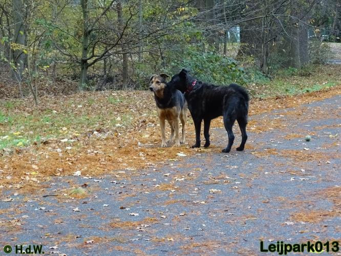 Leijpark013 27 november 2020 hondjes 