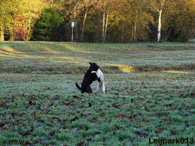 Leijpark013 27 november 2020 hondjes 
