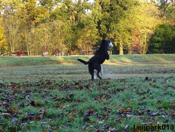 Leijpark013 27 november 2020 hondjes 