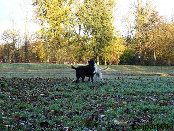 Leijpark013 27 november 2020 hondjes 