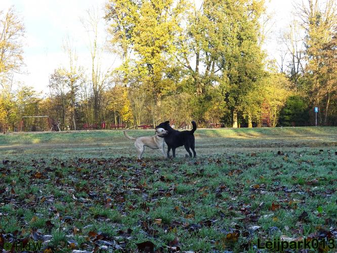 Leijpark013 27 november 2020 hondjes 