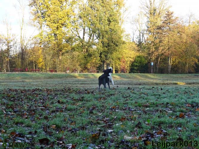 Leijpark013 27 november 2020 hondjes 