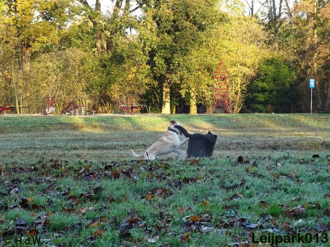 Leijpark013 27 november 2020 hondjes 
