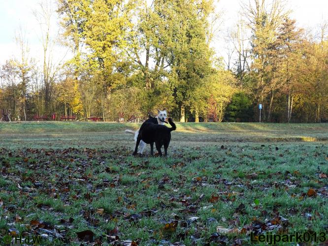 Leijpark013 27 november 2020 hondjes 