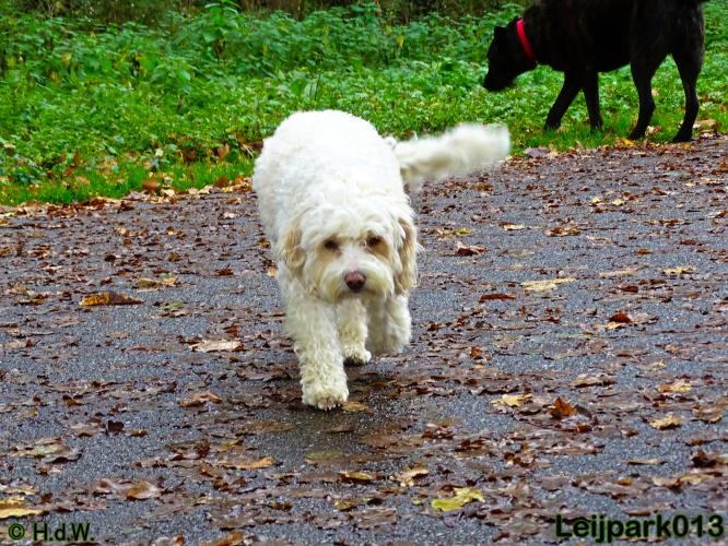 Leijpark013 27 november 2020 hondjes 