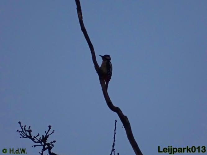 Leijpark013 30 november 2020 