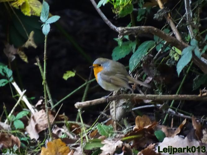 Leijpark013 30 november 2020 