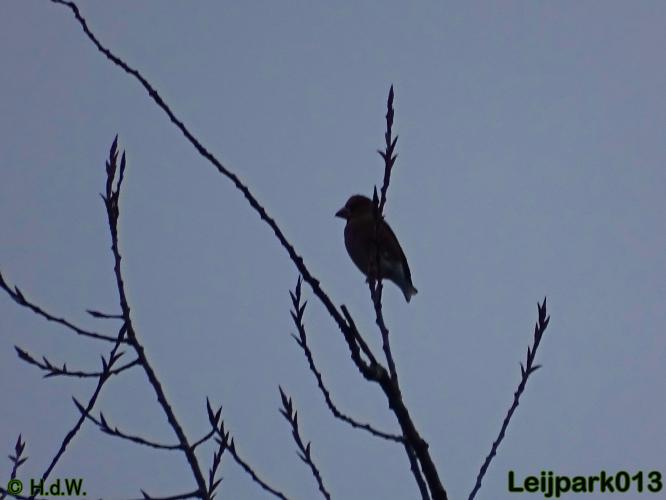 Leijpark013 30 november 2020 