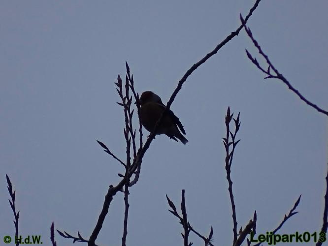 Leijpark013 30 november 2020 