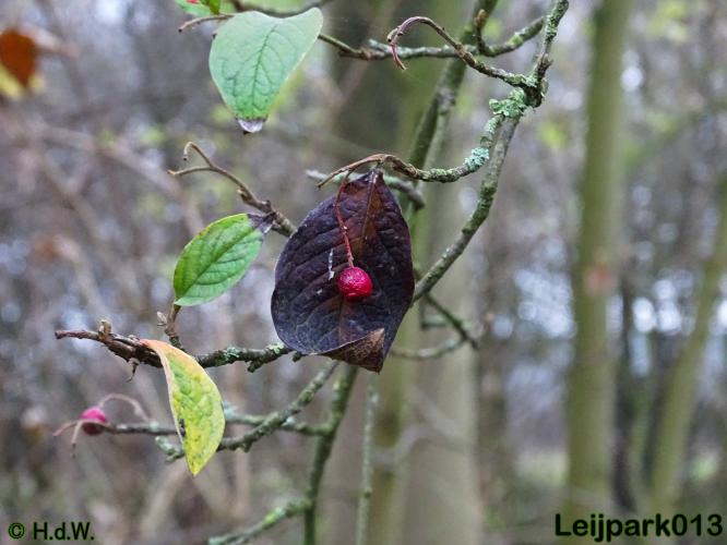 Leijpark013 30 november 2020 