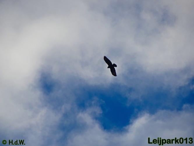 Leijpark013 30 november 2020 