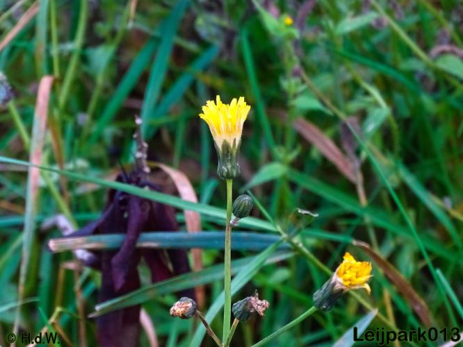 Leijpark013 30 november 2020 