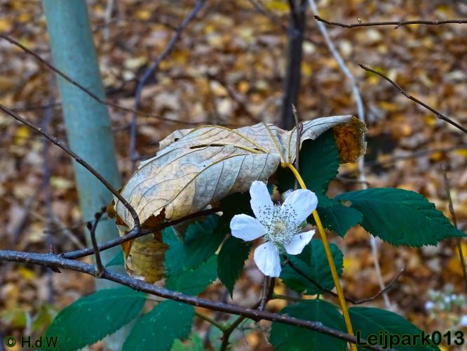 Leijpark013 30 november 2020 
