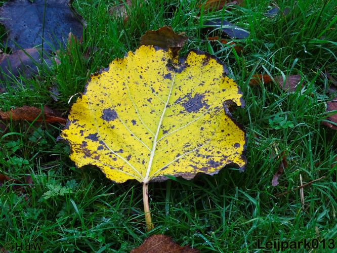 Leijpark013 30 november 2020 