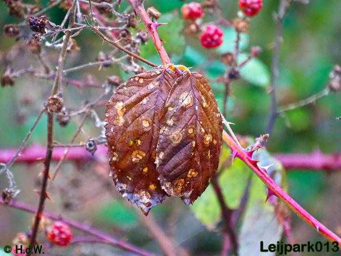 Leijpark013 30 november 2020 