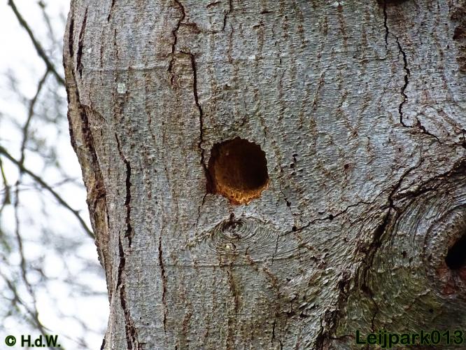 Leijpark013 30 november 2020 