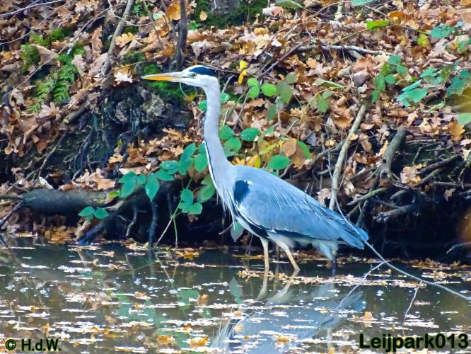 Leijpark013 30 november 2020 