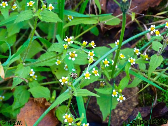 Leijpark013 30 november 2020 