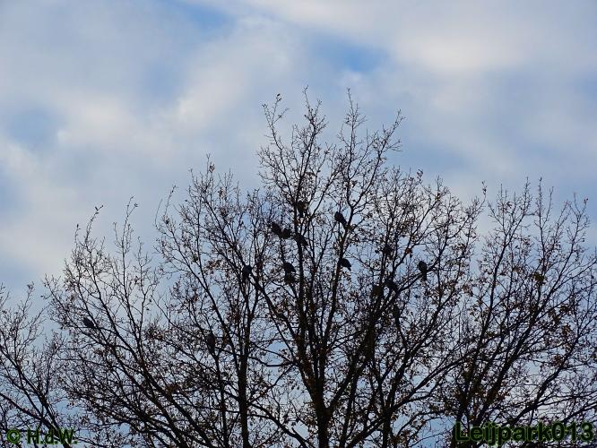 Leijpark013 30 november 2020 