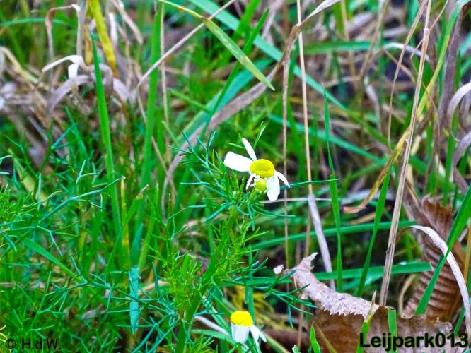 Leijpark013 30 november 2020 