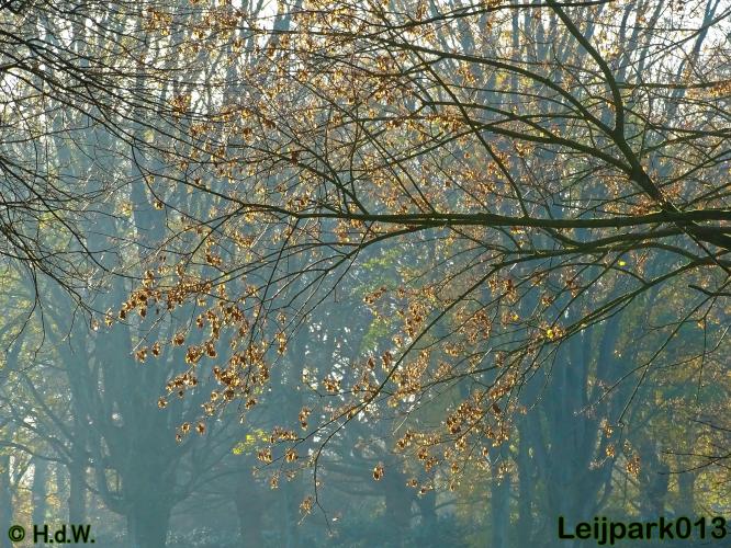 Leijpark013 30 november 2020 