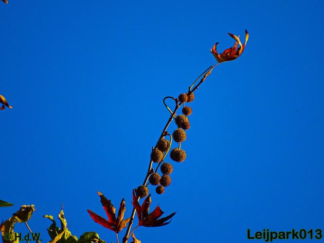 Leijpark013 30 november 2020 