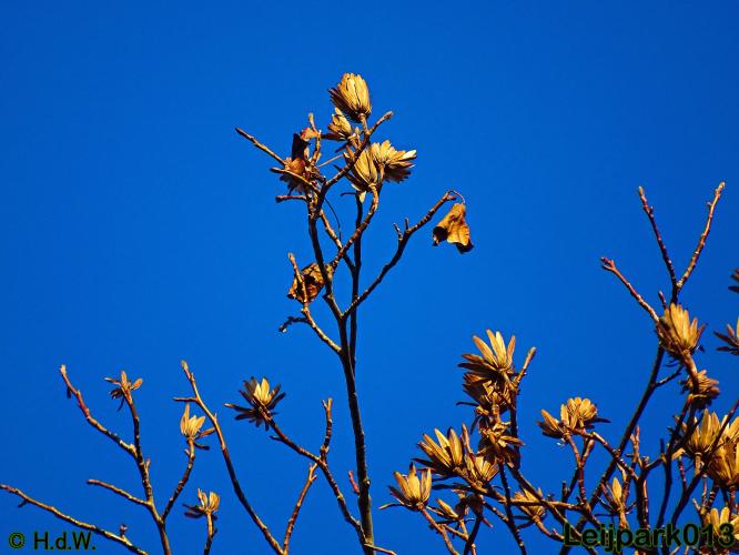 Leijpark013 30 november 2020 