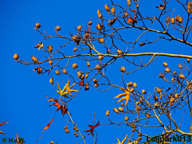 Leijpark013 30 november 2020 