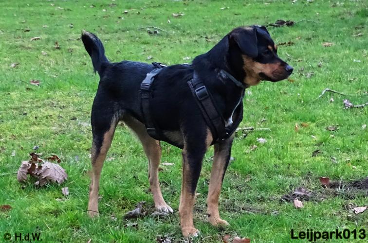 Leijpark013   5 december 2020 hondjes 