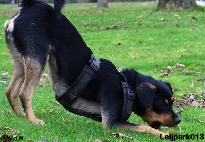 Leijpark013   5 december 2020 hondjes 