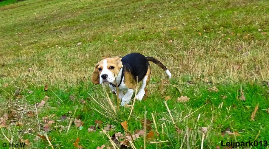 Leijpark013   5 december 2020 hondjes 