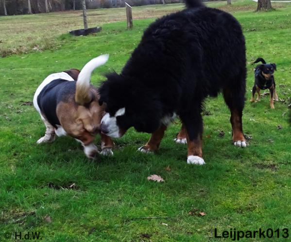 Leijpark013   5 december 2020 hondjes 
