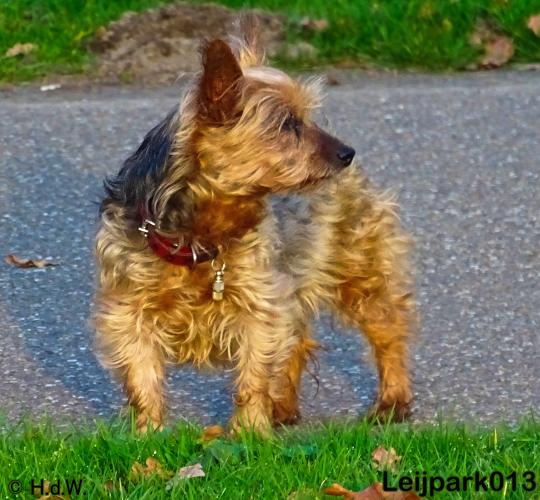 Leijpark013   5 december 2020 hondjes 