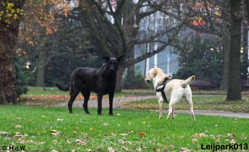 Leijpark013   5 december 2020 hondjes 