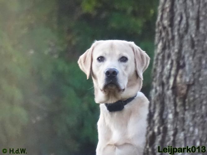 Leijpark013   5 december 2020 hondjes 