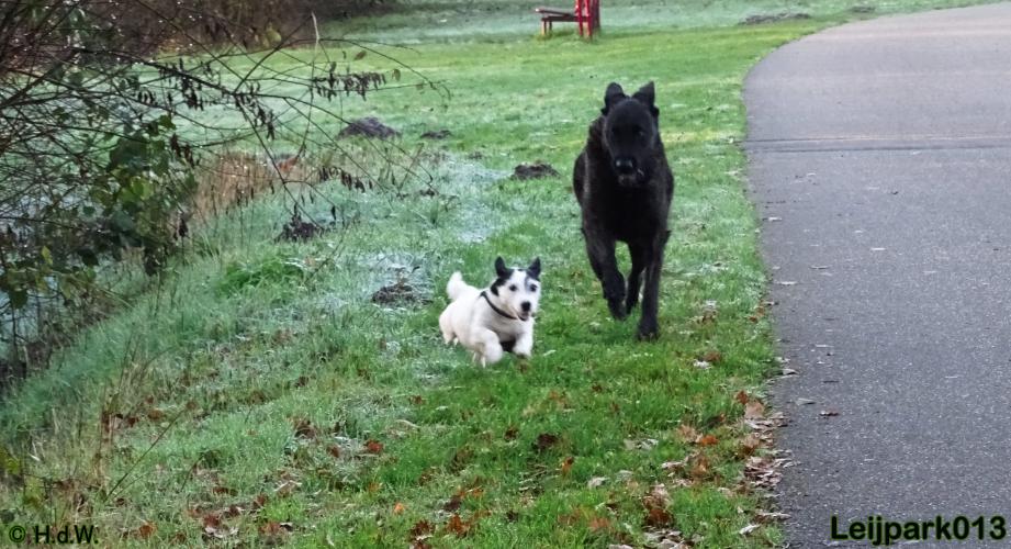 Leijpark013   5 december 2020 hondjes 