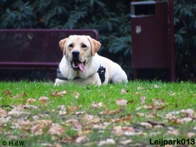 Leijpark013   5 december 2020 hondjes 