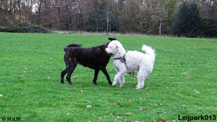 Leijpark013   5 december 2020 hondjes 