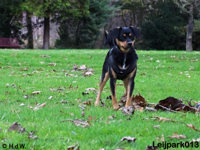 Leijpark013   5 december 2020 hondjes 