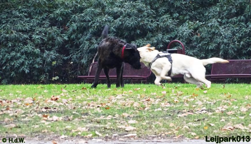 Leijpark013   5 december 2020 hondjes 