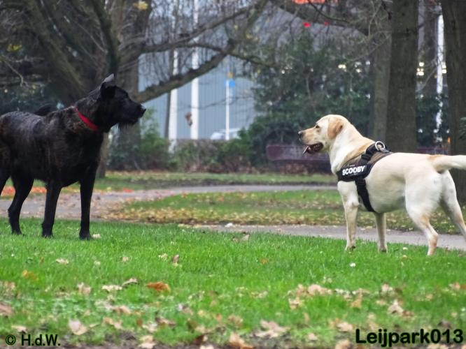 Leijpark013   5 december 2020 hondjes 