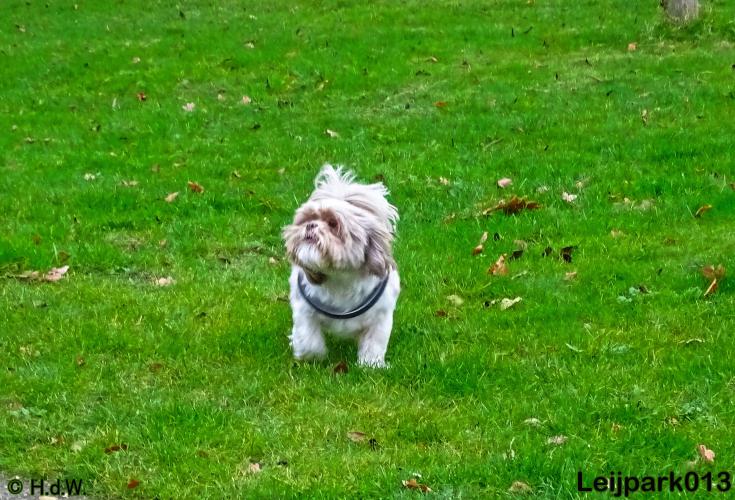 Leijpark013   5 december 2020 hondjes 