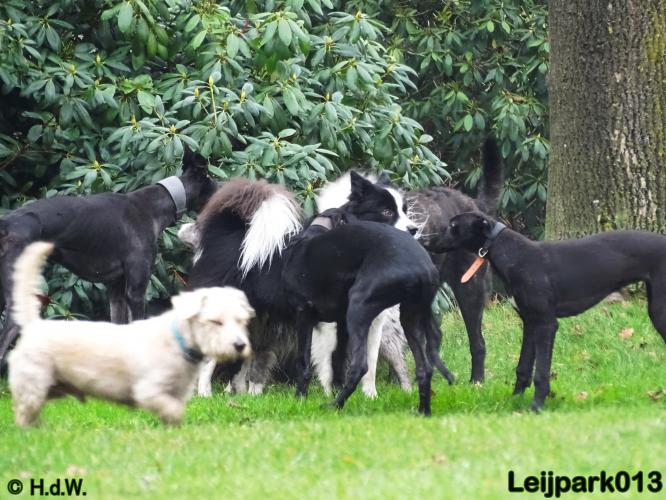 Leijpark013   5 december 2020 hondjes 