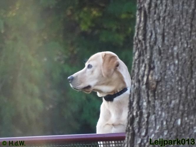 Leijpark013   5 december 2020 hondjes 