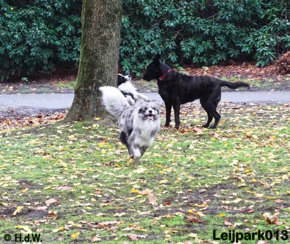 Leijpark013   5 december 2020 hondjes 