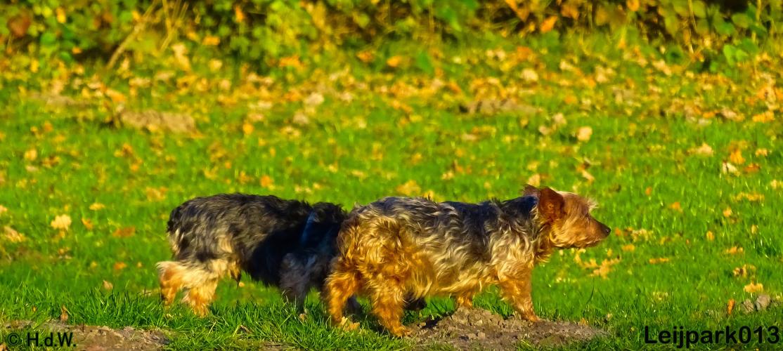 Leijpark013   5 december 2020 hondjes 