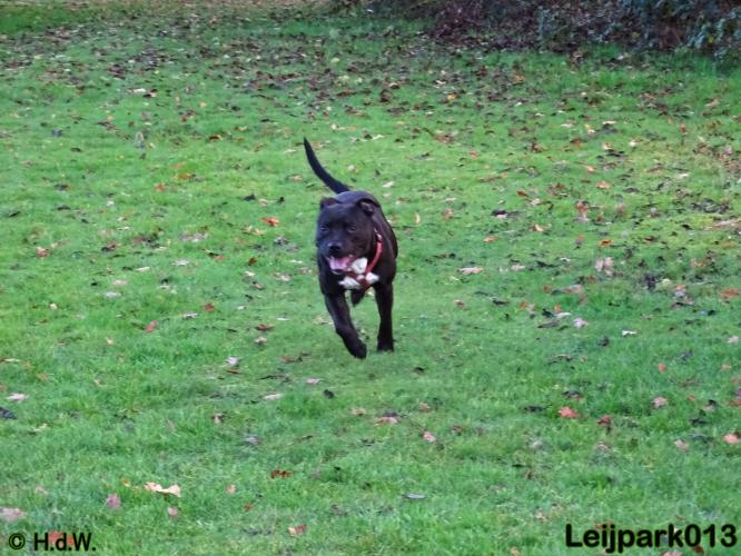 Leijpark013   5 december 2020 hondjes 