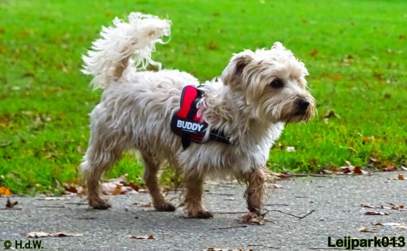 Leijpark013   5 december 2020 hondjes 