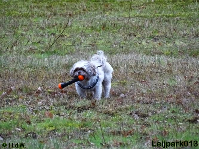 Leijpark013   5 december 2020 hondjes 