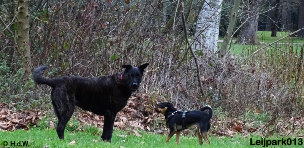 Leijpark013   5 december 2020 hondjes 